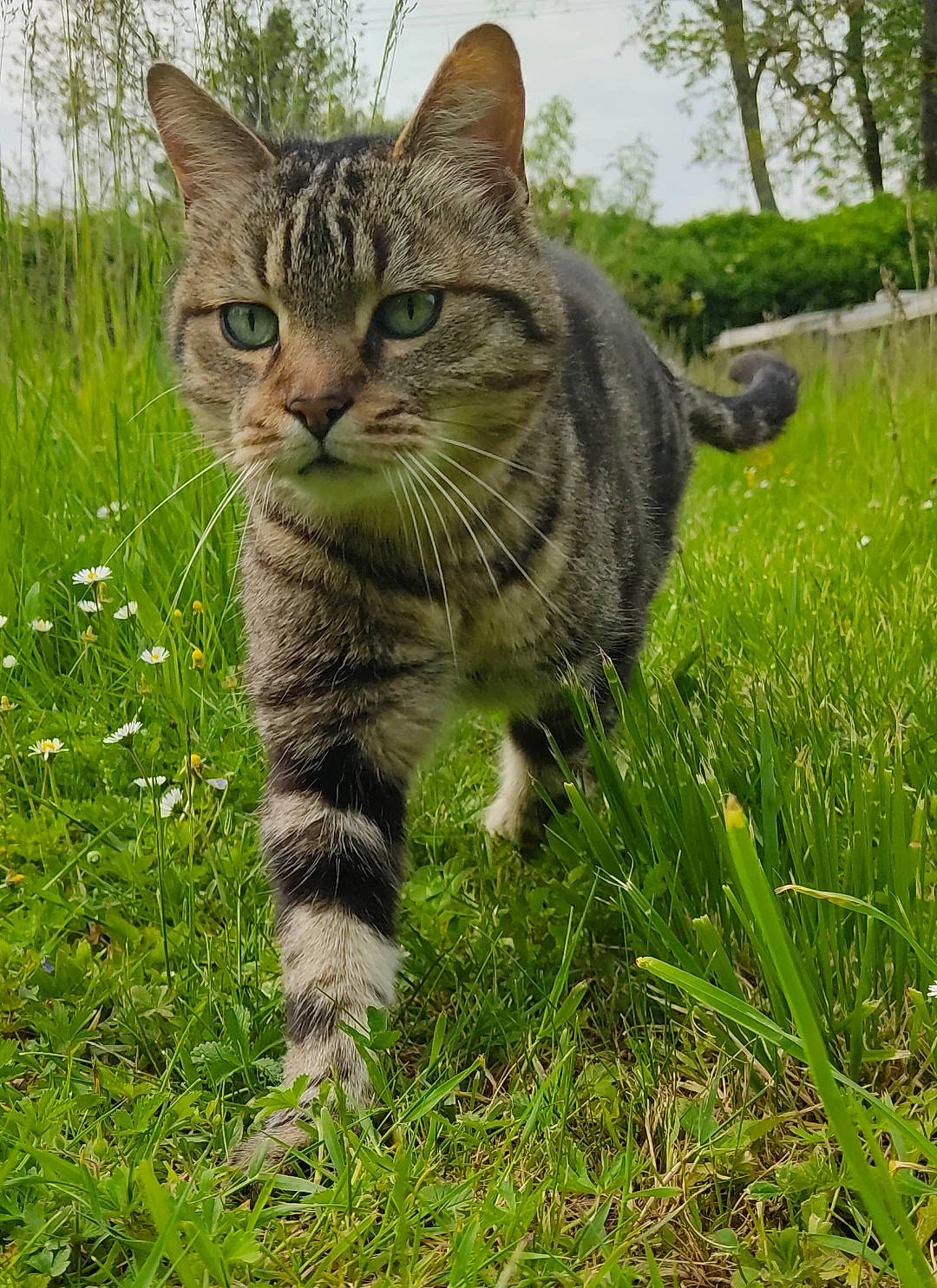 Dumber a rejoint le concours — aidez-le/la à gagner de superbes lots ! carnivore, cat, domestic_short_haired_cat, felidae, fur, grass, grassland, groundcover, lawn, pasture, plant, poales, sky, small_to_medium_sized_cats, snout, tail, terrestrial_animal, tree, whiskers, wildlife