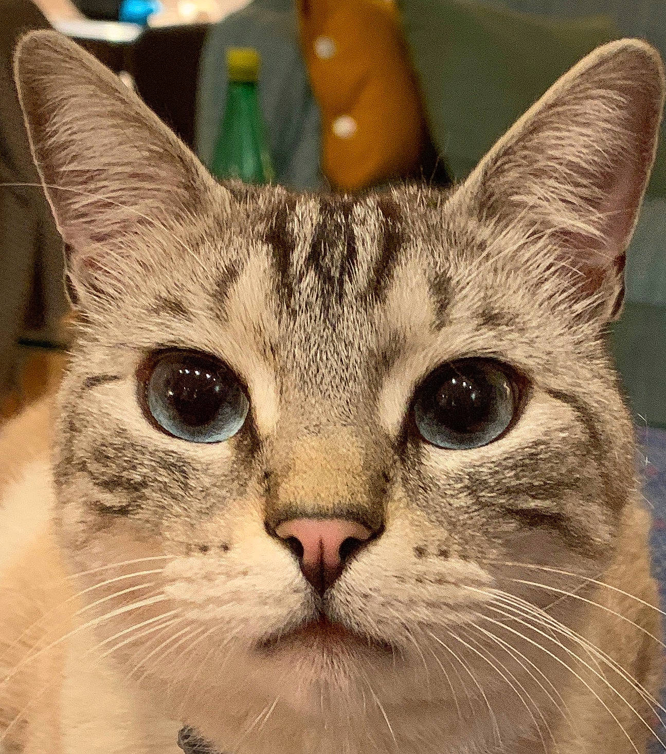 Doliprane a rejoint le concours — aidez-le/la à gagner de superbes lots ! aegean_cat, american_shorthair, american_wirehair, asian, australian_mist, carnivore, cat, close_up, domestic_short_haired_cat, egyptian_mau, european_shorthair, felidae, mammal, nose, singapura, small_to_medium_sized_cats, snout, tabby_cat, vertebrate, whiskers