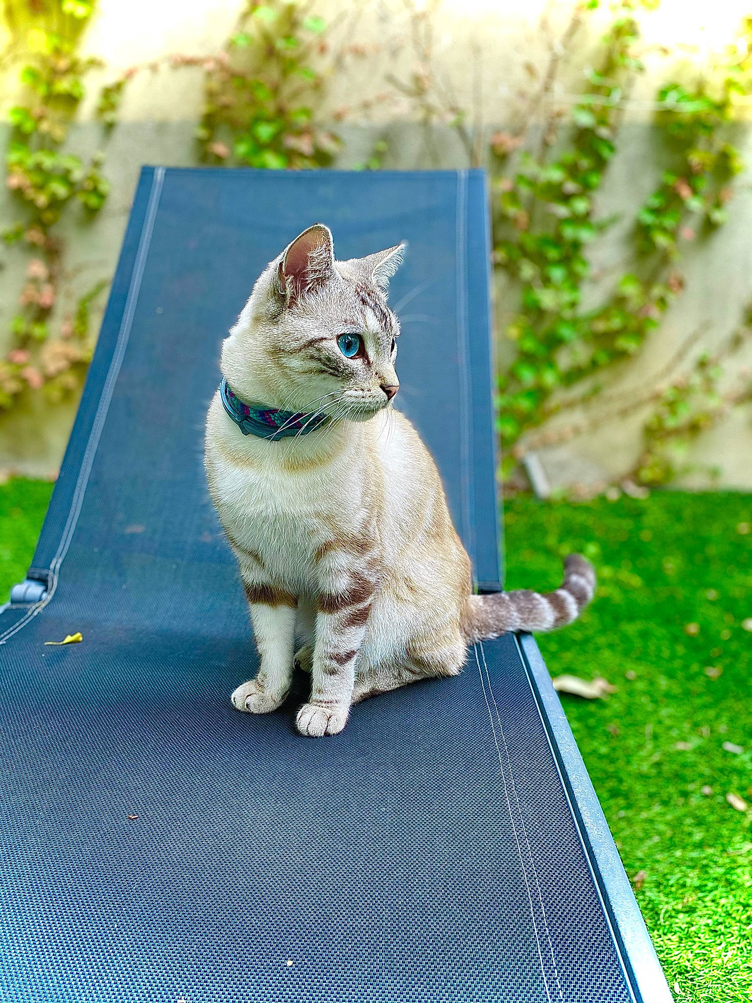 Doliprane participe au concours pour gagner de l'argent avec cette photo : carnivore, cat, claw, collar, domestic_short_haired_cat, felidae, fur, green, home_accessories, mat, small_to_medium_sized_cats, tabby_cat, tail, whiskers