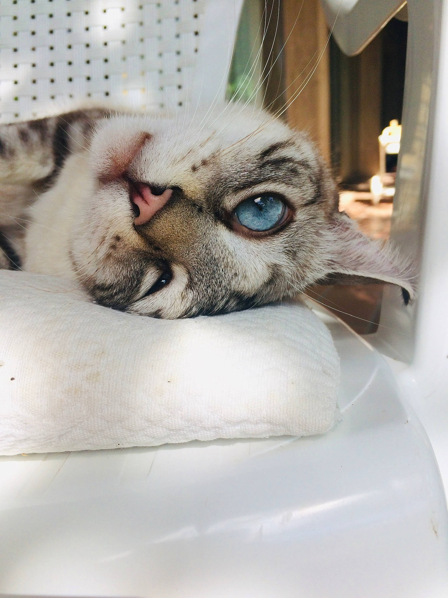 Doliprane a rejoint le concours — aidez-le/la à gagner de superbes lots ! american_shorthair, asian, carnivore, cat, close_up, domestic_short_haired_cat, ear, european_shorthair, eye, fawn, felidae, fur, kitten, nose, small_to_medium_sized_cats, snout, tabby_cat, whiskers