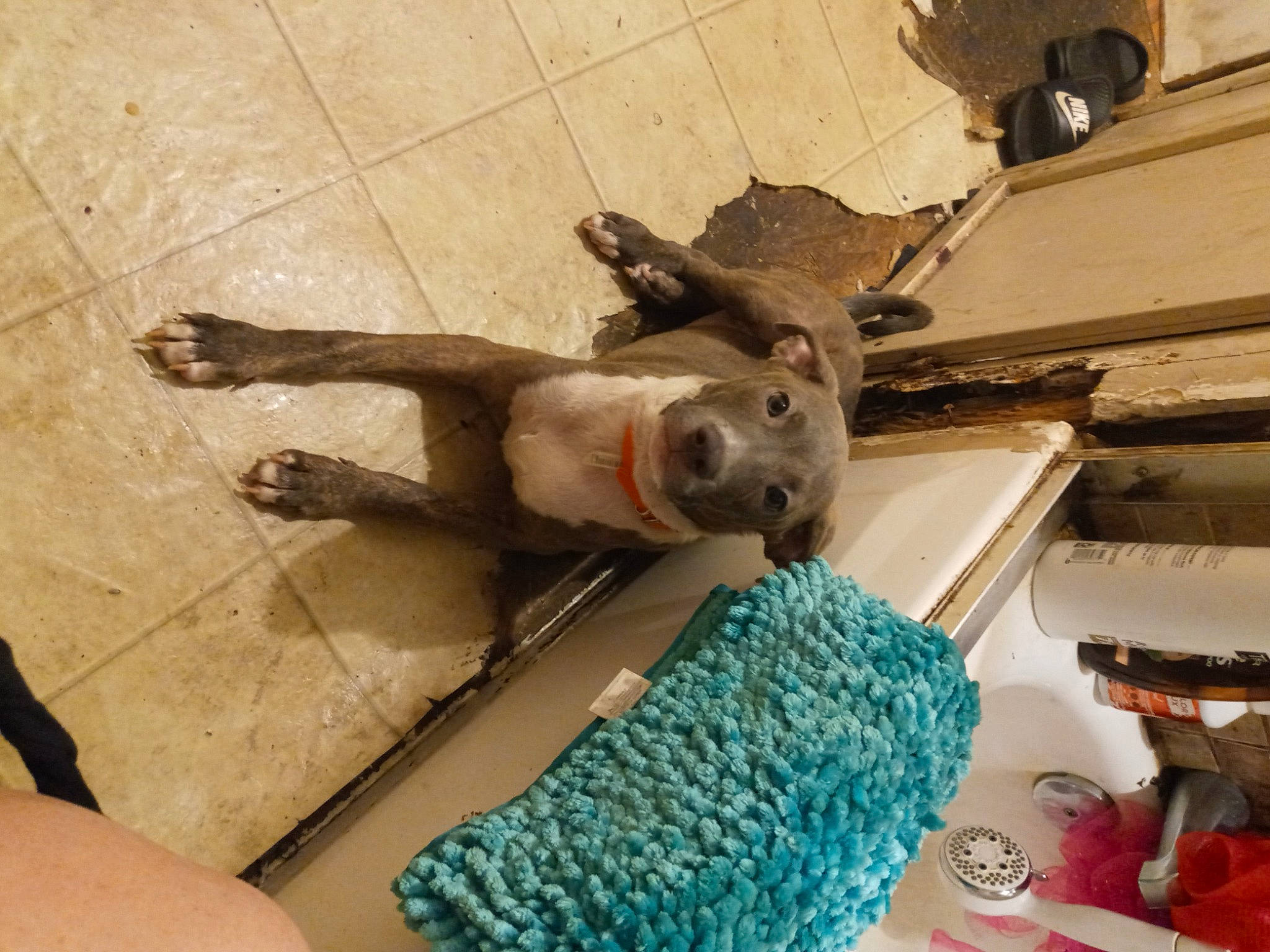 Boss Dog joined the competition — help win amazing prizes! art, craft, crochet, fashion_accessory, fawn, felidae, flooring, foot, fur, human_leg, knitting, pattern, small_to_medium_sized_cats, thread, weaving, wood, wool, woolen, working_animal, woven_fabric