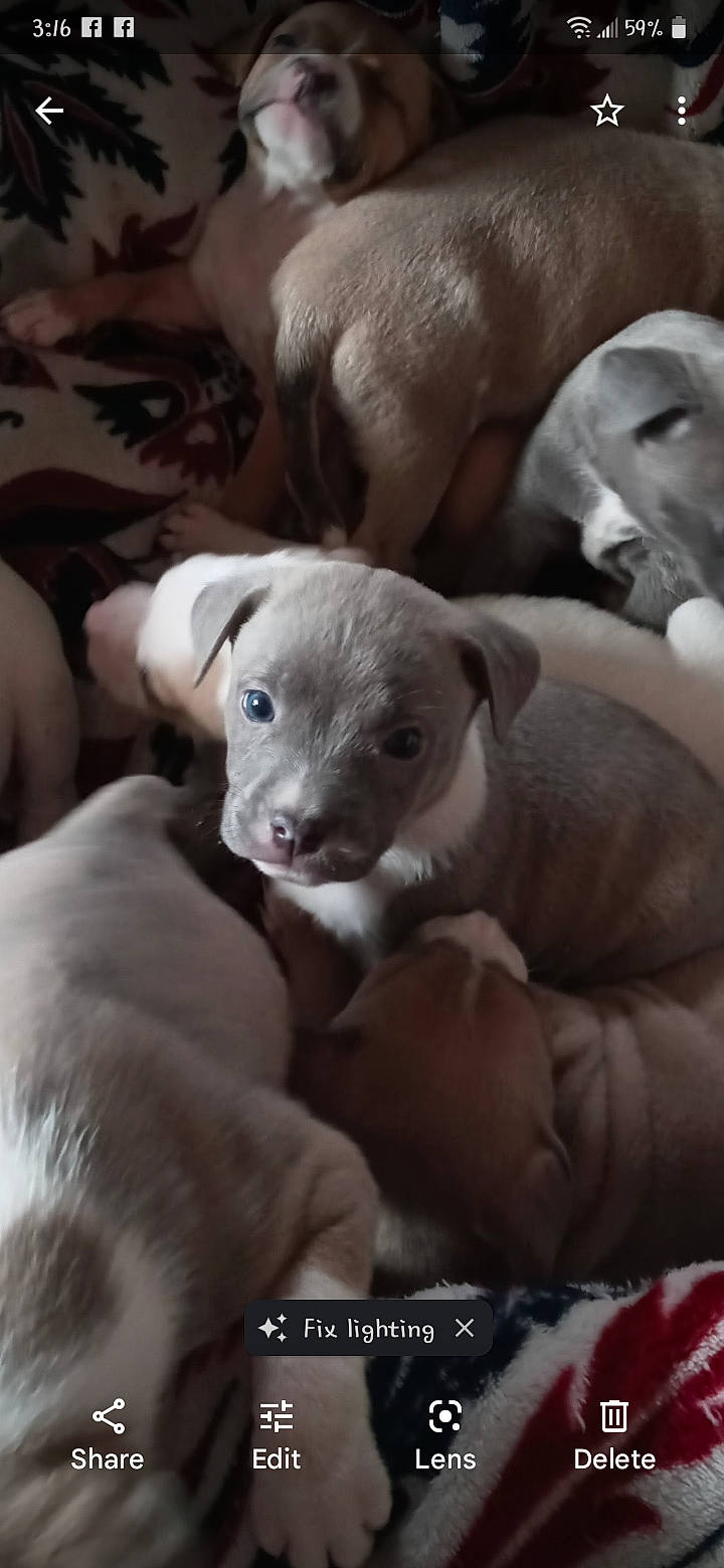 Boss Dog joined the competition — help win amazing prizes! canidae, carnivore, comfort, companion_dog, dog, dog_breed, fawn, fur, grey, non_sporting_group, paw, puppy, snout, sporting_group, terrestrial_animal, toy_dog, whiskers, working_animal