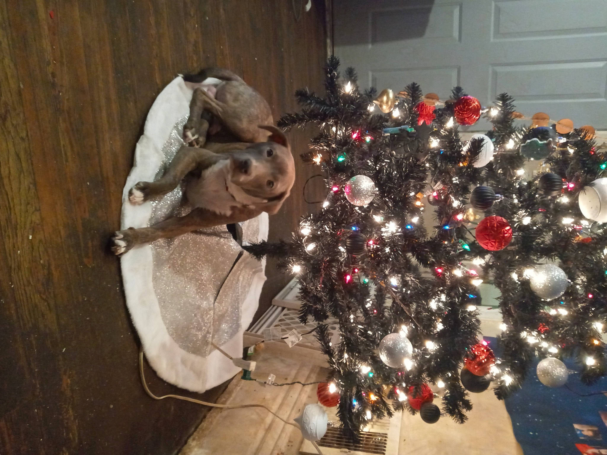 Boss Dog joined the competition — help win amazing prizes! carmine, christmas, christmas_decoration, christmas_eve, christmas_ornament, christmas_tree, conifer, event, evergreen, hat, holiday, holiday_ornament, interior_design, ornament, plant, room, tradition, tree, winter, wood