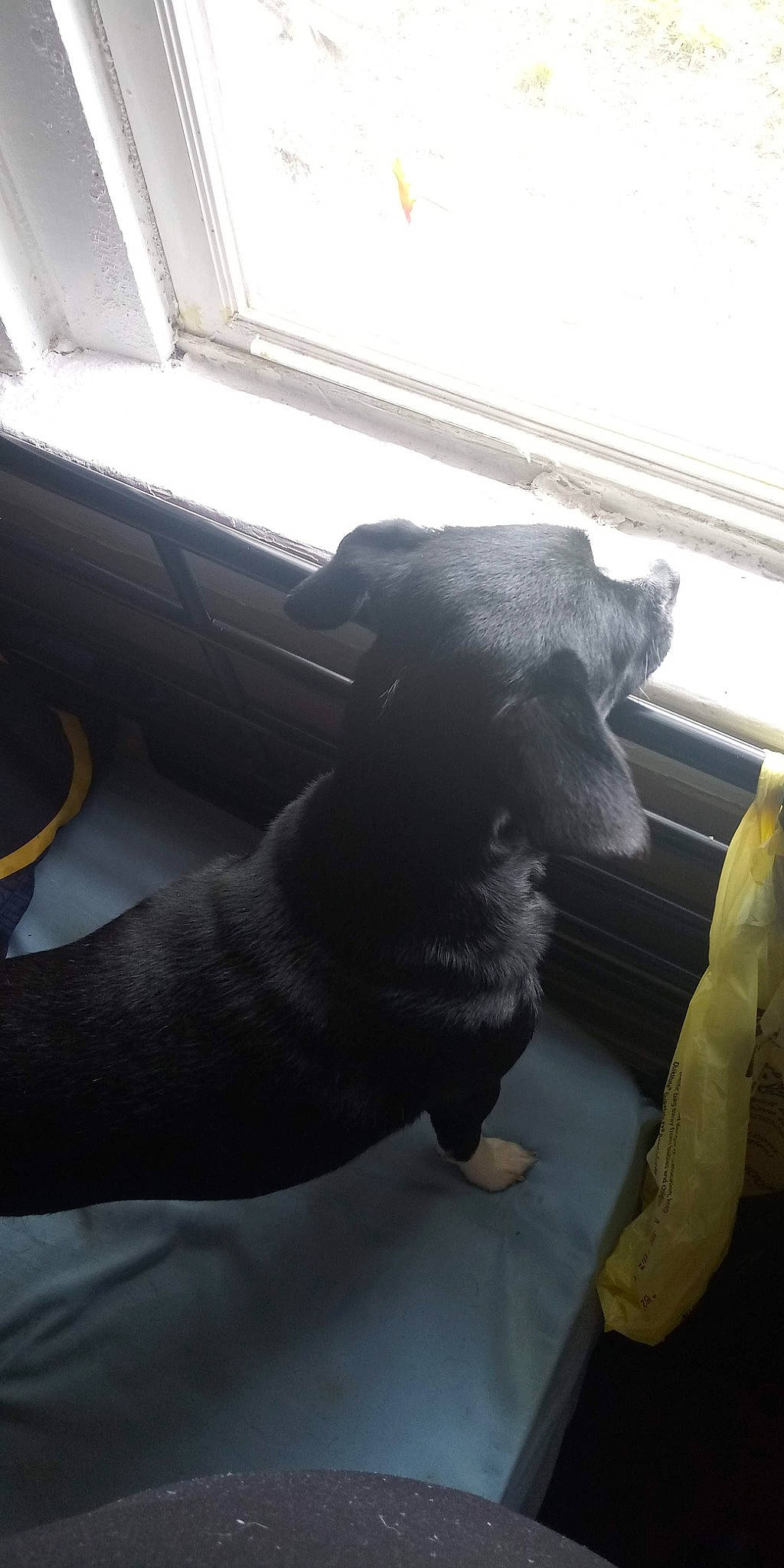 Kutie is registered to the contest to win money with this photo: borador, canidae, carnivore, comfort, companion_dog, dog, dog_breed, fawn, flooring, fur, guard_dog, sporting_group, tail, terrestrial_animal, tints_and_shades, whiskers, window, windshield, wood, working_animal