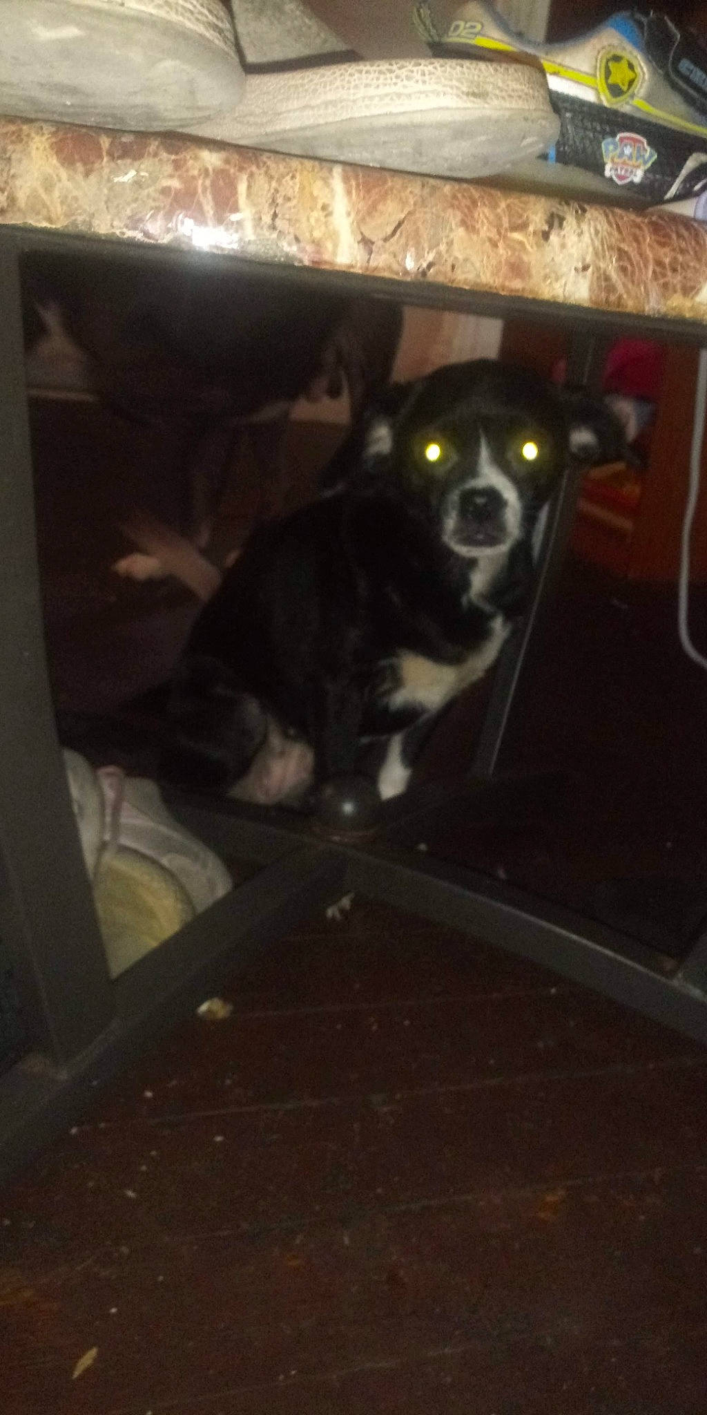 Kutie is registered to the contest to win money with this photo: borador, canidae, carnivore, companion_dog, dog, dog_breed, floor, flooring, fur, hardwood, non_sporting_group, room, snout, sporting_group, stairs, tints_and_shades, whiskers, wood, working_animal, working_dog