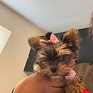 Roxie joined the competition — help win amazing prizes! puppy, dog, bow, cute, pet, fur, small, hand, indoor, cozy, closeup, adorable, animal, face, ears, brown, black, person, holding, young