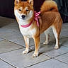 Tokyo participe au concours pour gagner de l'argent avec cette photo : dog, shiba_inu, canine, pet, animal, portrait, standing, bow, red_and_white, striped, curled_tail, fluffy, orange_fur, white_fur, pointed_ears, dark_eyes, indoor, tiled_floor, furniture, cute