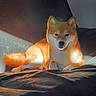 dog, shiba_inu, pet, animal, portrait, sitting, bed, blanket, indoors, sunlight, orange_coat, white_chest, pointed_ears, curled_tail, black_nose, brown_eyes, fluffy, cute, relaxed, home