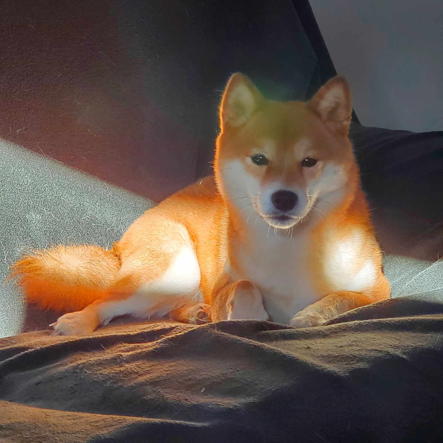 Tokyo a rejoint le concours — aidez-le/la à gagner de superbes lots ! dog, shiba_inu, pet, animal, portrait, sitting, bed, blanket, indoors, sunlight, orange_coat, white_chest, pointed_ears, curled_tail, black_nose, brown_eyes, fluffy, cute, relaxed, home