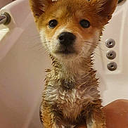 Tokyo participe au concours pour gagner de l'argent avec cette photo : puppy, dog, wet, bath, bathtub, bathing, fur, ears, eyes, nose, portrait, pet, animal, cute, serious, indoor, bathroom, soap, tile, human_arm