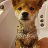 puppy, dog, wet, bath, bathtub, bathing, fur, ears, eyes, nose, portrait, pet, animal, cute, serious, indoor, bathroom, soap, tile, human_arm