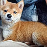 red_fox, fox_kit, mammal, animal, wildlife, orange_fur, fluffy, pointed_ears, black_nose, close_up, portrait, cuddling, held, blanket, clothing, cozy, indoors, alert, cute, photography