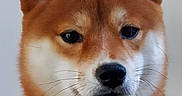 Tokyo a rejoint le concours — aidez-le/la à gagner de superbes lots ! dog, shiba_inu, canine, pet, portrait, close_up, orange_fur, cream_fur, upright_ears, dark_eyes, black_nose, muzzle, whiskers, serious_expression, staring, fluffy, domestic_animal, animal_face, indoor, photography