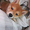 Tokyo a rejoint le concours — aidez-le/la à gagner de superbes lots ! puppy, dog, animal, pet, canine, fox_colored, orange_fur, white_fur, black_nose, large_eyes, pointed_ears, whiskers, blanket, bedding, cozy, indoors, close_up, portrait, sleepy, cute