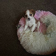 Hazel joined the competition — help win amazing prizes! puppy, dog, pet_bed, fluffy, carpet, brown_and_white, small_dog, cute, indoor, animal, young_dog, toy, curious, sitting, furry, cozy, soft, domestic_animal, companion, adorable