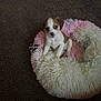 puppy, dog, pet_bed, fluffy, carpet, brown_and_white, small_dog, cute, indoor, animal, young_dog, toy, curious, sitting, furry, cozy, soft, domestic_animal, companion, adorable