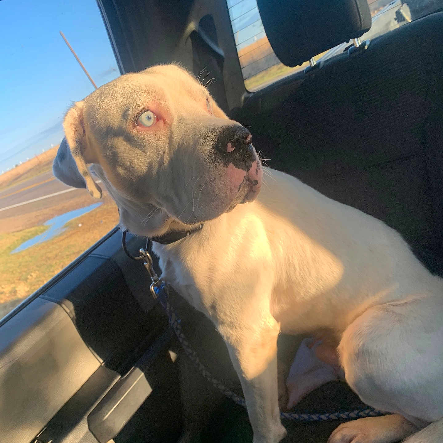 Drako