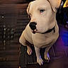 dog, canine, cream_colored, sitting, indoors, portrait, pet, short_hair, collar, brown_eyes, black_nose, floppy_ears, front_legs, paws, wooden_floor, stool, cage, container, purple_lighting, serious_expression