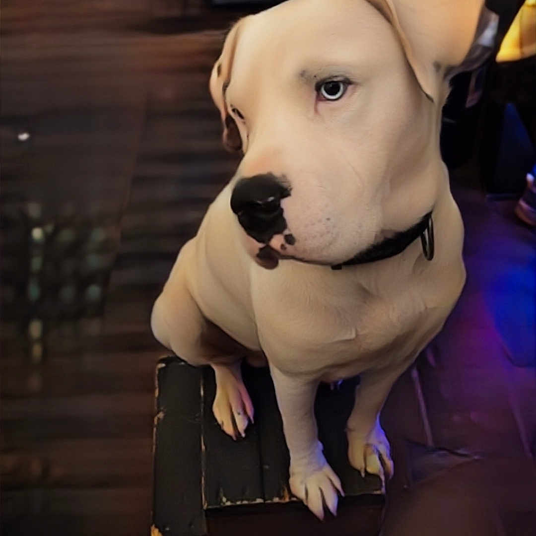 Drako is registered to the contest to win money with this photo: dog, canine, cream_colored, sitting, indoors, portrait, pet, short_hair, collar, brown_eyes, black_nose, floppy_ears, front_legs, paws, wooden_floor, stool, cage, container, purple_lighting, serious_expression