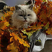 Sassy joined the competition — help win amazing prizes! cat, fluffy, autumn_leaves, orange_leaves, yellow_leaves, indoor, wood_floor, close_up, pet, animal, fur, face, whiskers, nature, seasonal, decor, fall, cozy, cute, relaxed