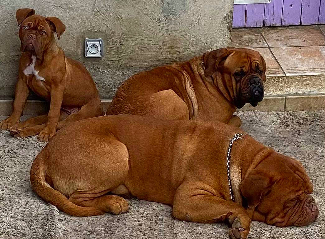 Survive a rejoint le concours — aidez-le/la à gagner de superbes lots ! ancient_dog_breeds, biting, canidae, carnivore, collar, comfort, companion_dog, dog, dog_breed, dog_collar, dog_supply, fawn, liver, ori_pei, snout, sporting_group, terrestrial_animal, working_animal, working_dog, wrinkle