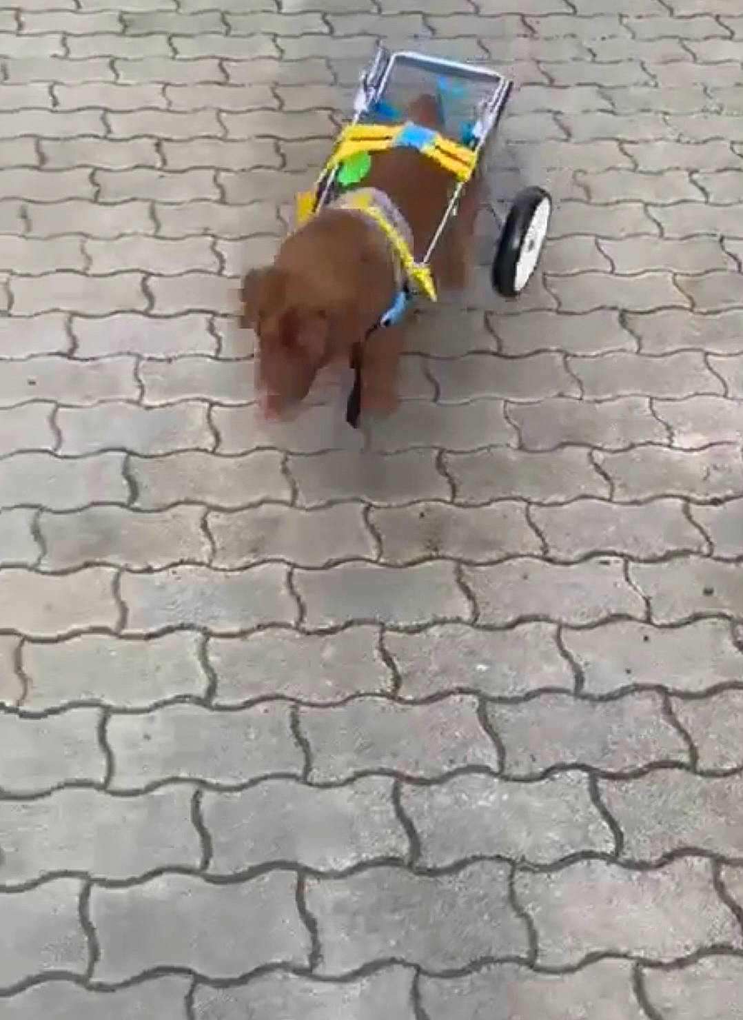 Survive a rejoint le concours — aidez-le/la à gagner de superbes lots ! asphalt, canidae, carnivore, cobblestone, companion_dog, concrete, dog, dog_breed, dog_clothes, dog_supply, fawn, floor, flooring, road_surface, shadow, sidewalk, soil, sporting_group, wood, working_animal