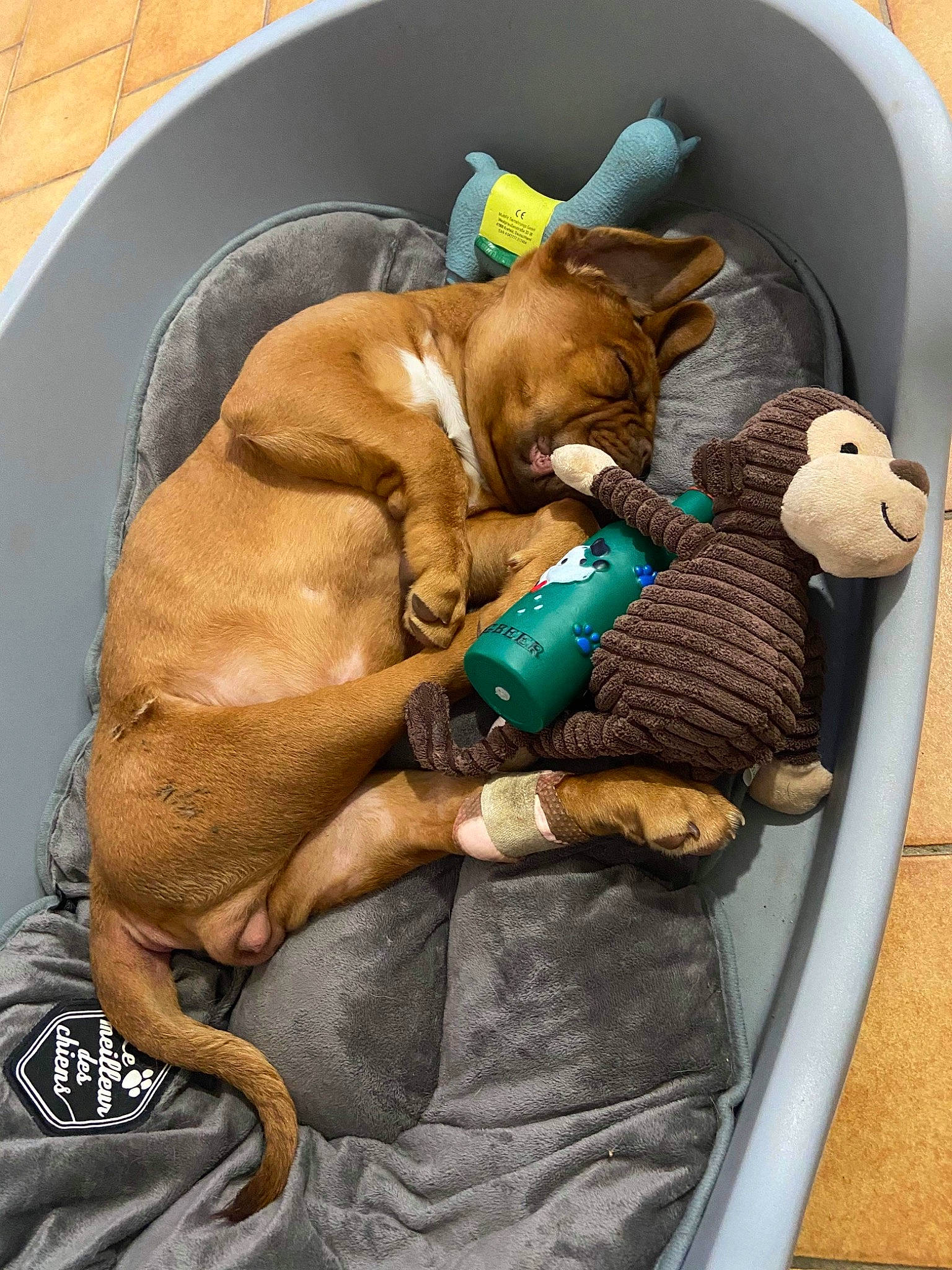 Survive a rejoint le concours — aidez-le/la à gagner de superbes lots ! bag, carnivore, comfort, companion_dog, dog, dog_breed, dog_supply, fawn, felidae, linens, liver, luggage_and_bags, pet_supply, small_to_medium_sized_cats, snout, sporting_group, stuffed_toy, teddy_bear, toy, working_animal