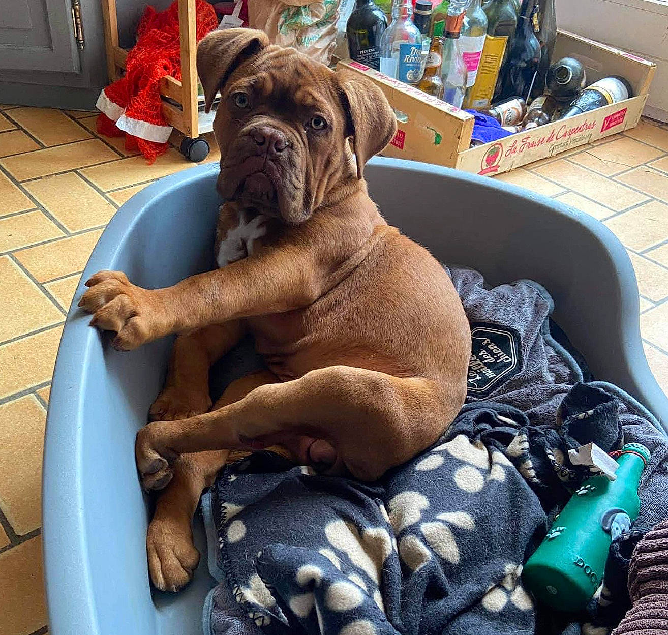 Survive a rejoint le concours — aidez-le/la à gagner de superbes lots ! bag, blue, boxer, carnivore, collar, comfort, companion_dog, dog, dog_breed, dog_collar, dog_supply, fawn, flooring, liver, luggage_and_bags, molosser, snout, sporting_group, working_animal, wrinkle