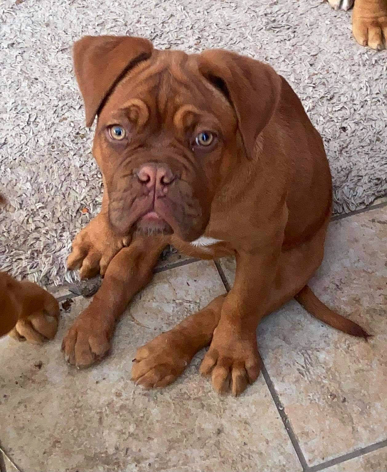 Survive participe au concours pour gagner de l'argent avec cette photo : ancient_dog_breeds, canidae, carnivore, collar, companion_dog, dog, dog_breed, dog_collar, dog_supply, fawn, flooring, hardwood, hunting_dog, liver, molosser, shar_pei, wood, working_animal, working_dog, wrinkle