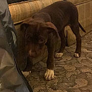 Scar is registered to the contest to win money with this photo: animal, boxer, bulldog, canine, couch, cushion, dog, face, frenchbulldog, furniture, greatdane, head, homedecor, hound, labradorretriever, person, pet, pitbull, puppy, snout