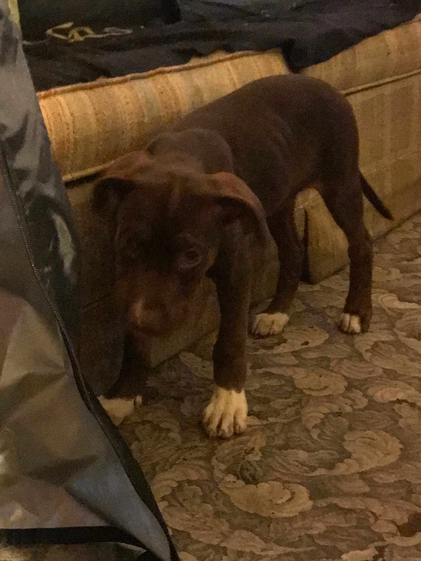 Scar is registered to the contest to win money with this photo: animal, boxer, bulldog, canine, couch, cushion, dog, face, frenchbulldog, furniture, greatdane, head, homedecor, hound, labradorretriever, person, pet, pitbull, puppy, snout