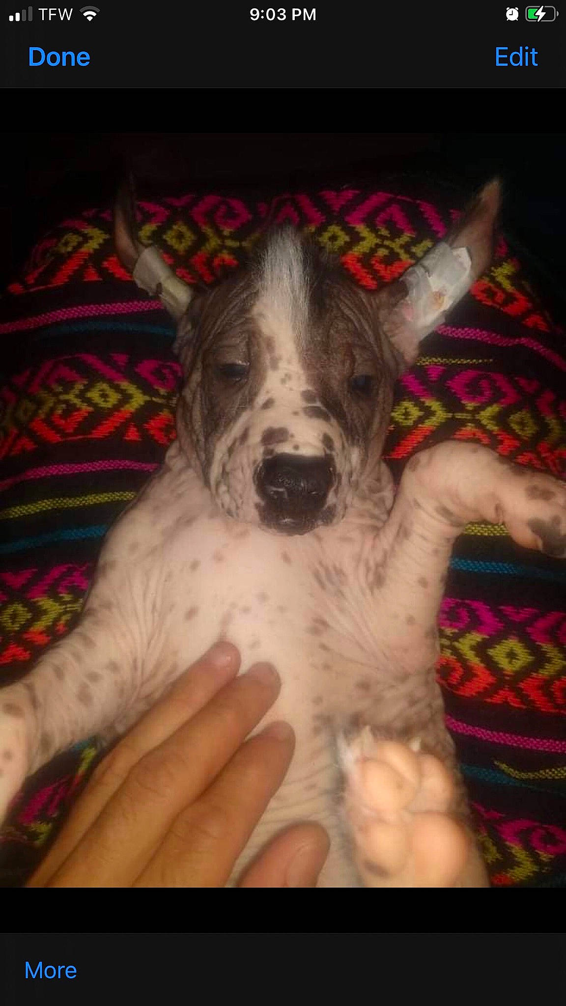 Dante is registered to the contest to win money with this photo: art, canidae, carnivore, companion_dog, dog, dog_breed, ear, fang, fawn, flesh, fur, mammal, non_sporting_group, paw, snout, sporting_group, terrestrial_animal, texas_heeler, whiskers, working_animal