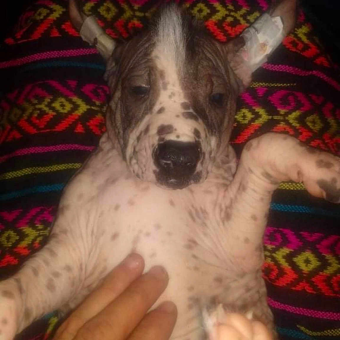 Dante