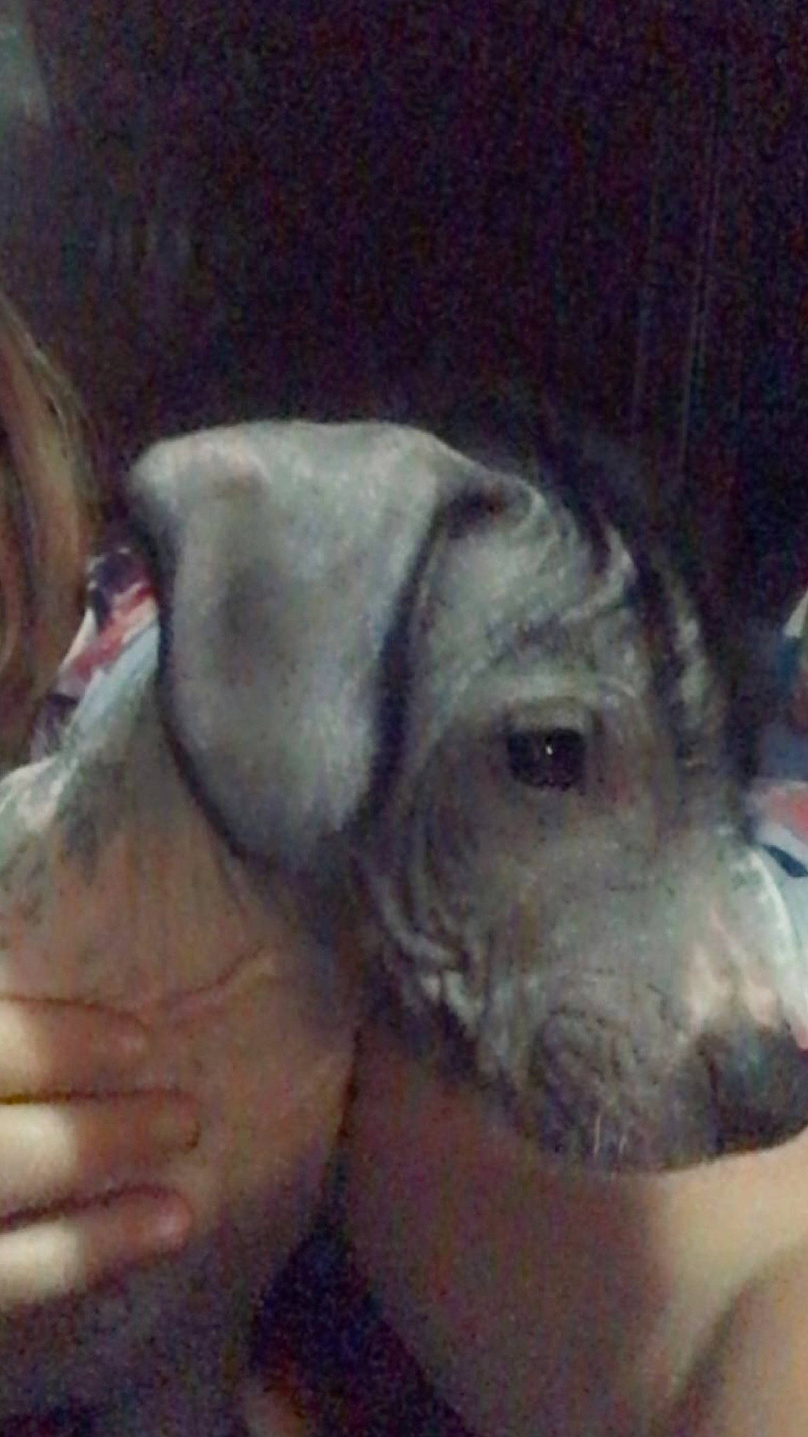 Dante joined the competition — help win amazing prizes! art, canidae, carnivore, companion_dog, dog, dog_breed, ear, fur, gesture, painting, paw, snout, sporting_group, visual_arts, working_animal, wrinkle