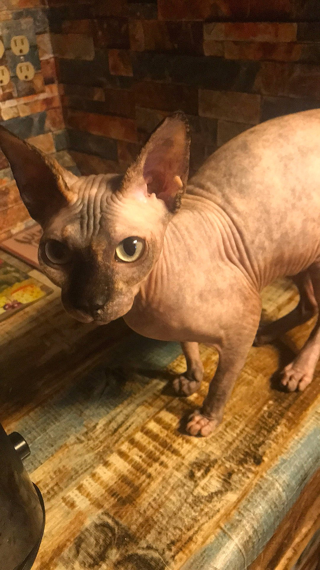 Mary joined the competition — help win amazing prizes! canidae, carnivore, companion_dog, dog, dog_breed, donskoy, ear, fawn, felidae, mammal, mexican_hairless_dog, snout, sporting_group, tail, terrestrial_animal, toy_dog, vertebrate, whiskers, wood, working_animal