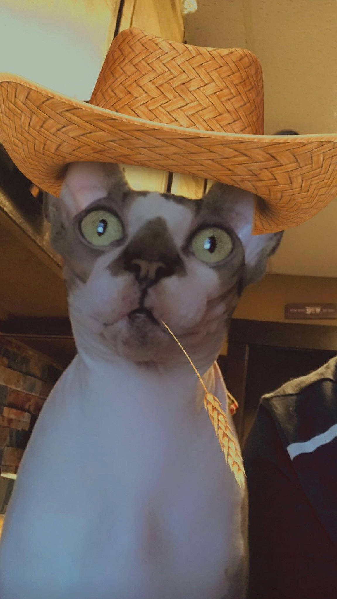 Igor joined the competition — help win amazing prizes! carnivore, cat, costume_hat, cowboy_hat, ear, eyewear, fashion_accessory, fawn, fedora, felidae, fictional_character, fur, glasses, hat, headgear, small_to_medium_sized_cats, snout, sun_hat, sunglasses, whiskers