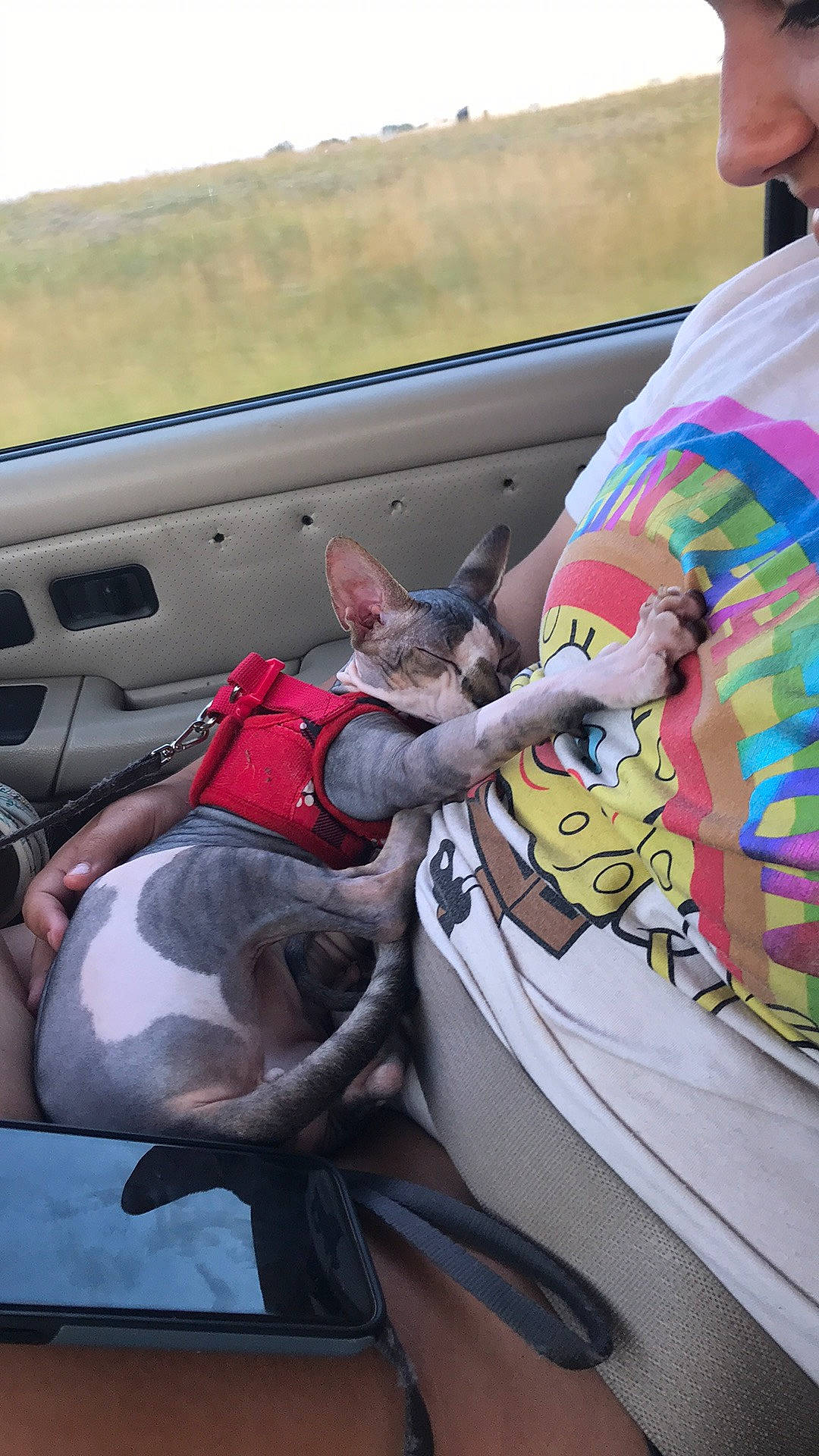 Igor joined the competition — help win amazing prizes! auto_part, automotive_design, automotive_exterior, automotive_lighting, automotive_tire, automotive_window_part, bumper, car, family_car, glass, grass, landscape, motor_vehicle, plant, recreation, tree, trunk, vehicle, vehicle_door, windshield