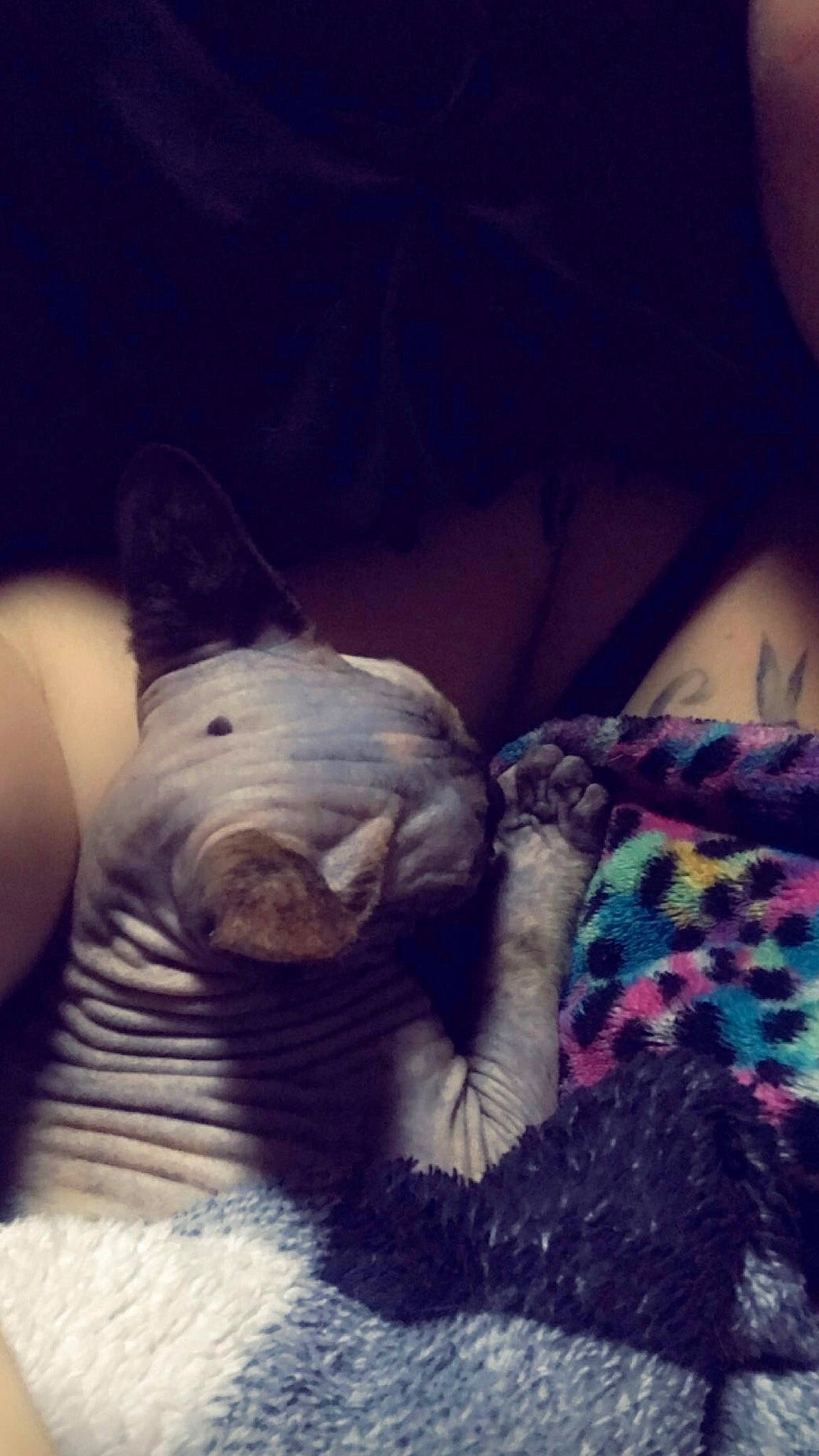 Mia is registered to the contest to win money with this photo: bed, bedding, carnivore, cloud, comfort, companion_dog, dog_breed, ear, fawn, felidae, happy, linens, purple, small_to_medium_sized_cats, snout, sporting_group, tail, toy, toy_dog, whiskers