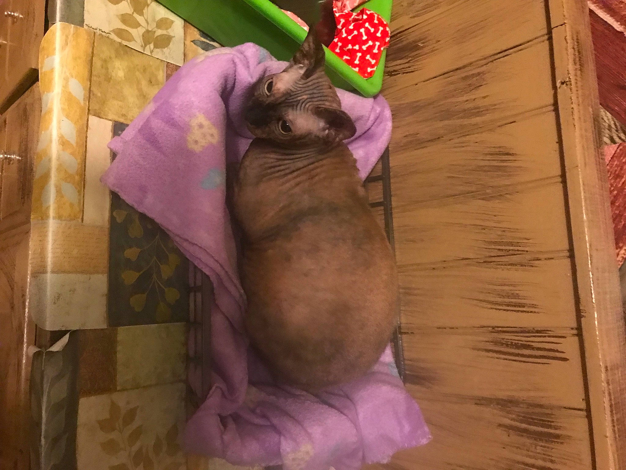 Mia is registered to the contest to win money with this photo: fawn, fur, magenta, paper, pink, plush, product, purple, room, stuffed_toy, textile, visual_arts, wood