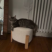 Milo participe au concours pour gagner de l'argent avec cette photo : cat, gray_cat, furniture, stool, wooden_floor, mirror, radiator, indoor, pet, animal, curious, resting, cozy, home, floor, plush, looking, domestic, quiet, calm