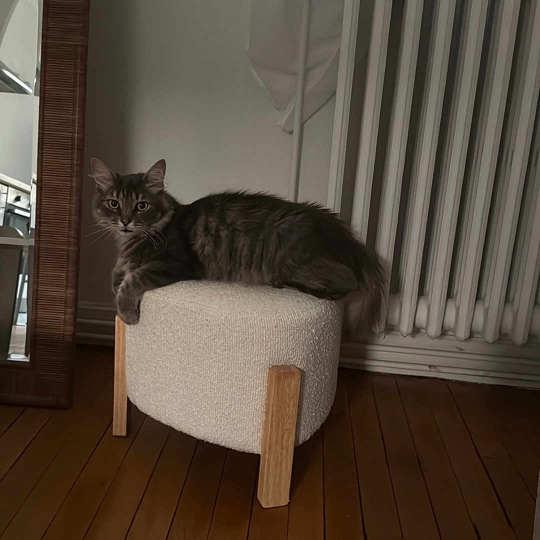 Milo participe au concours pour gagner de l'argent avec cette photo : cat, gray_cat, furniture, stool, wooden_floor, mirror, radiator, indoor, pet, animal, curious, resting, cozy, home, floor, plush, looking, domestic, quiet, calm