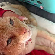 Larry is registered to the contest to win money with this photo: cat, orange_cat, blue_eyes, pet, hand, long_nails, laundry_basket, bed, cozy, close_up, fur, whiskers, indoor, relaxed, domestic_animal, animal, cute, face, resting, comfort