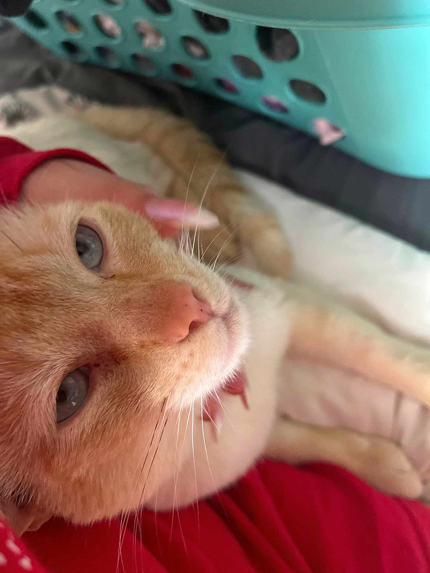Larry is registered to the contest to win money with this photo: cat, orange_cat, blue_eyes, pet, hand, long_nails, laundry_basket, bed, cozy, close_up, fur, whiskers, indoor, relaxed, domestic_animal, animal, cute, face, resting, comfort