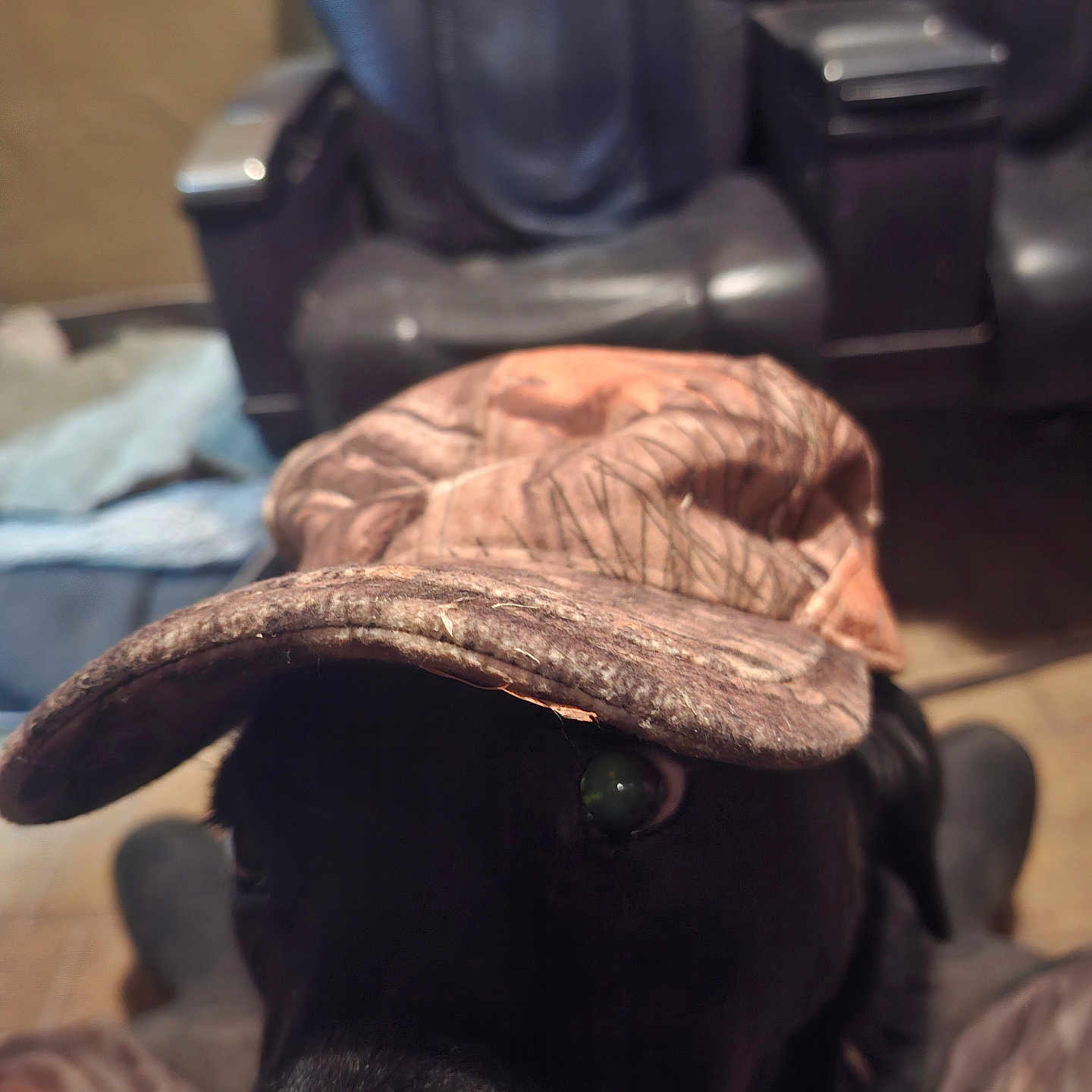 Lola participe au concours pour gagner de l'argent avec cette photo : dog, black_dog, hat, camo_hat, close_up, indoor, leather_chair, furniture, eye, pet, animal, curious, wearing, brown, black, seat, floor, background, domestic, cozy