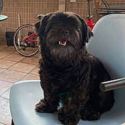 Tequila is registered to the contest to win money with this photo: dog, black_dog, pet, chair, indoor, bicycle, floor_tiles, happy, furry, small_dog, animal, seated, mouth_open, teeth_visible, furniture, household, tile_wall, domestic, cute, companion