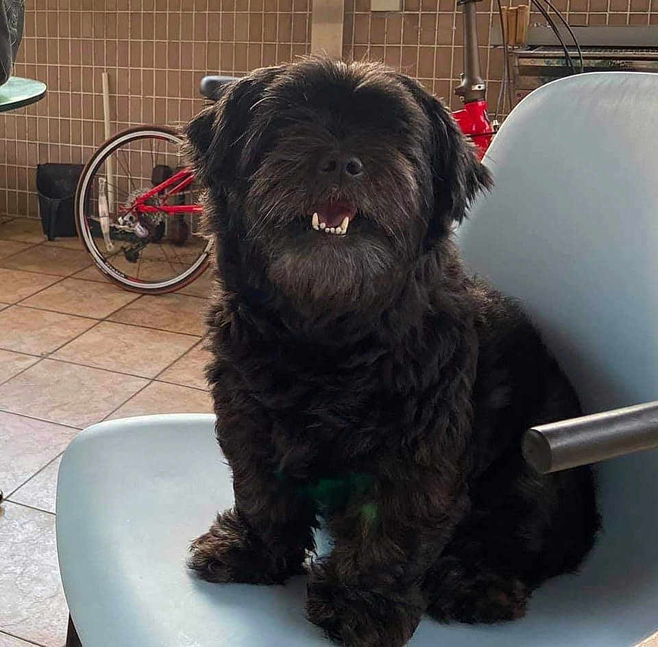Tequila is registered to the contest to win money with this photo: dog, black_dog, pet, chair, indoor, bicycle, floor_tiles, happy, furry, small_dog, animal, seated, mouth_open, teeth_visible, furniture, household, tile_wall, domestic, cute, companion