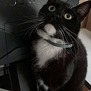 Umi a rejoint le concours — aidez-le/la à gagner de superbes lots ! abyssinian, animal, blackcat, cat, computer, computerhardware, computerkeyboard, desk, drawer, electronics, furniture, hardware, laptop, machine, monitor, pc, pet, screen, table, tv