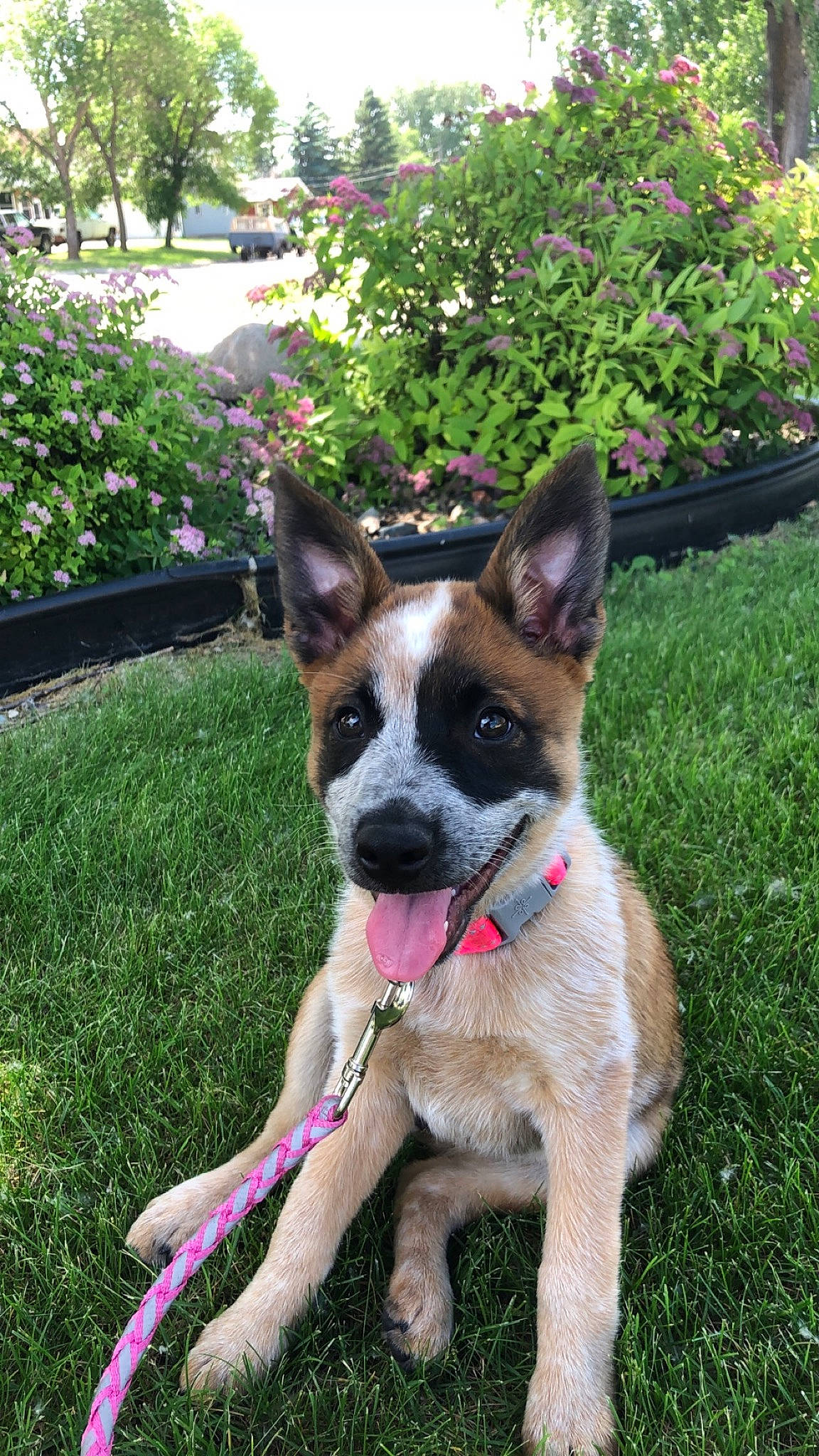 Bexley joined the competition — help win amazing prizes! belgian_shepherd_malinois, canidae, carnivore, dog, dog_breed, east_european_shepherd, fawn, german_shepherd_dog, king_shepherd, mammal, plant, rare_breed_dog, shiloh_shepherd_dog, snout, vertebrate, working_dog