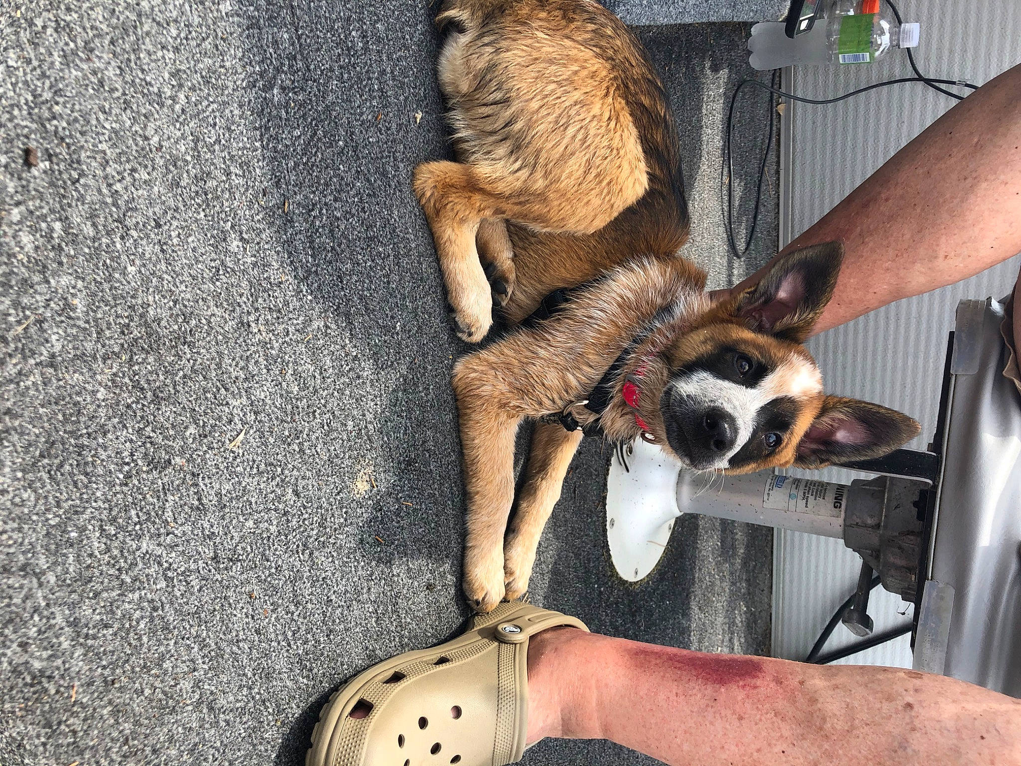 Bexley joined the competition — help win amazing prizes! canidae, fawn, fur, leg