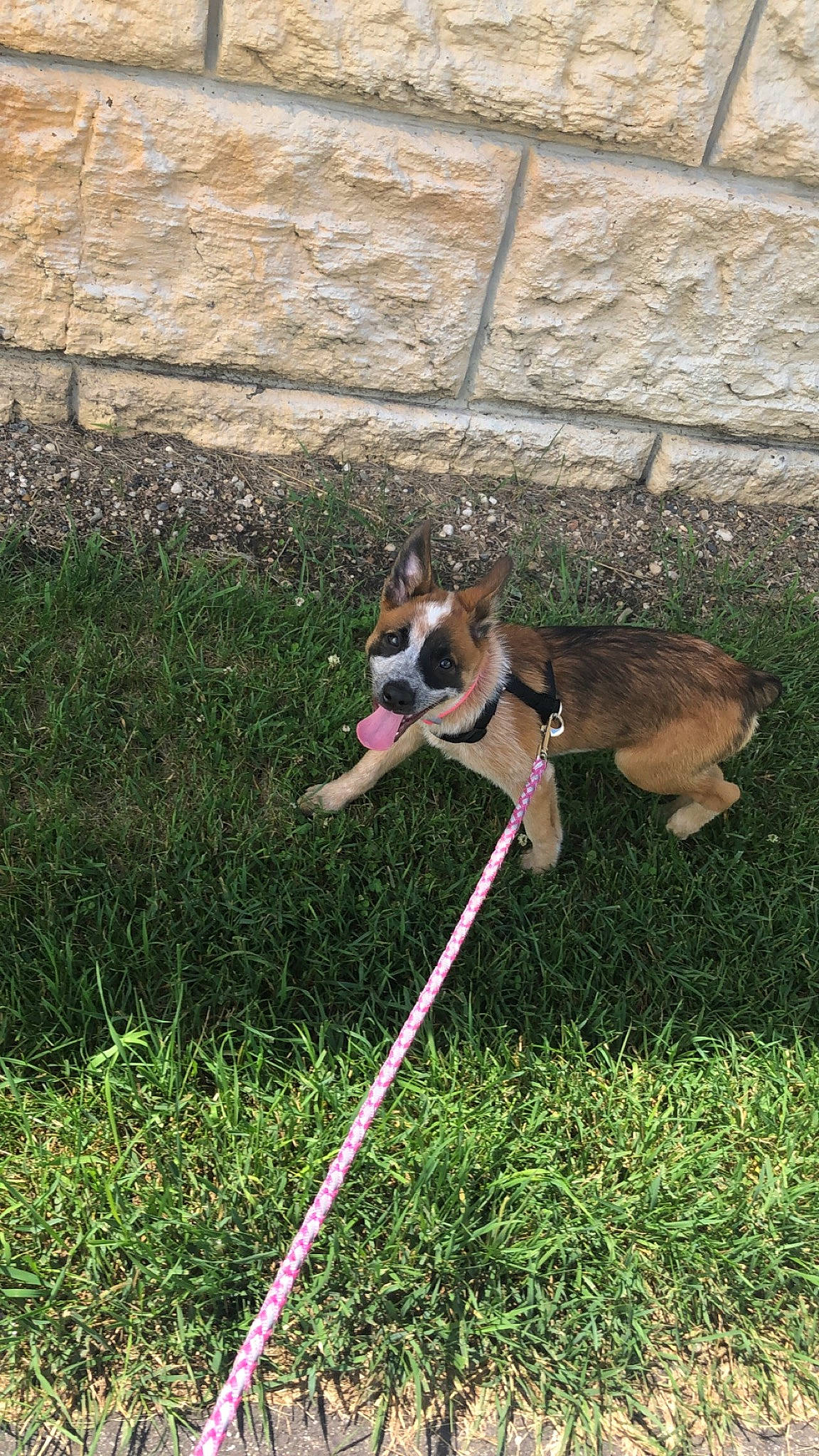 Bexley is registered to the contest to win money with this photo: beagle, canidae, carnivore, dog, dog_breed, grass, lawn, leash, puppy, tail